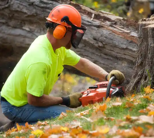 tree services Rolesville